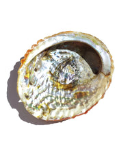 Load image into Gallery viewer, Abalone Shell - Florida Sol Crystal Co